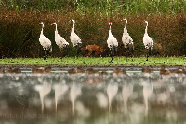 Jeřáb popelavý (Grus grus)