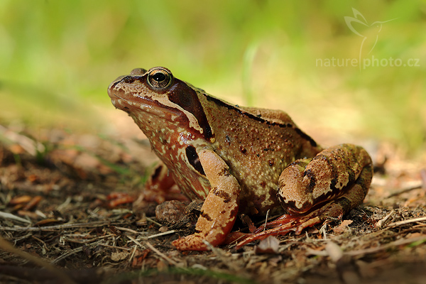 Skokan ostronosý (Rana arvalis)