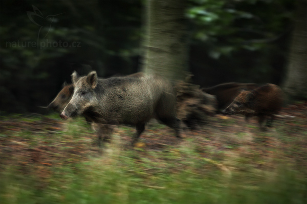 Prase divoké (Sus scrofa)