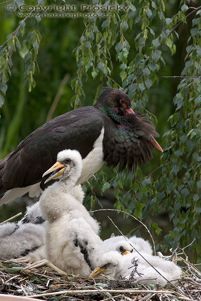 Čáp černý (Ciconia nigra)