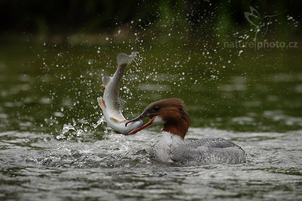 Morčák velký (Mergus merganser)