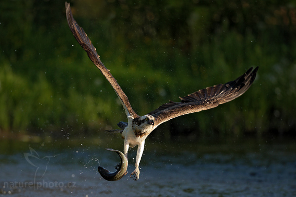 Orlovec říční (Pandion haliaetus)