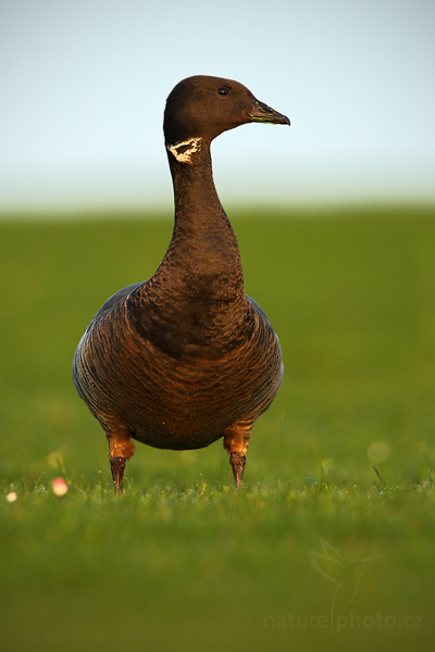 Berneška tmavá (Branta bernicla)