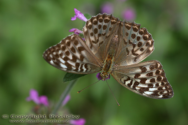 Perleťovec stříbropásek (Argynnis paphia) f. valesina