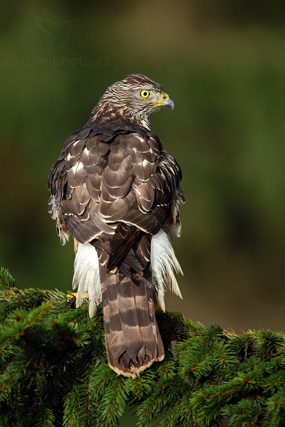 Jestřáb lesní (Accipiter gentilis)