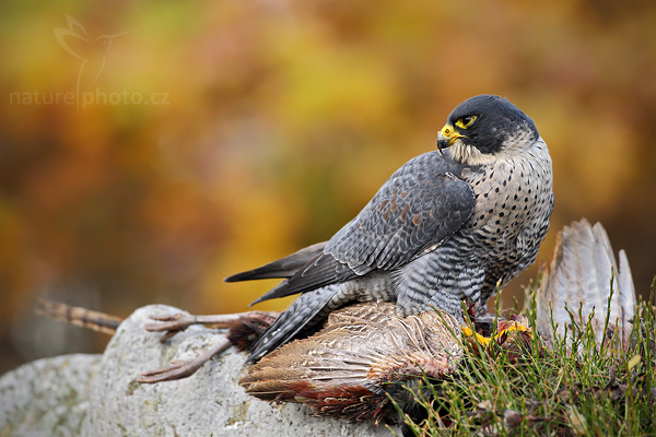 Sokol stěhovavý (Falco peregrinus)