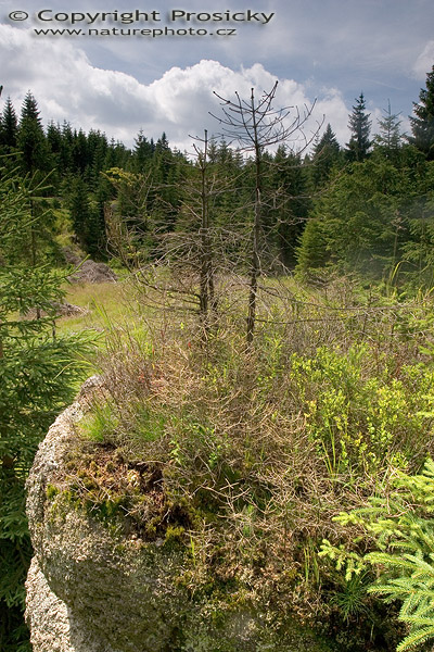 Nad lesem