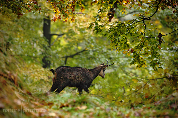Kamzík horský (Rupicapra rupicapra)