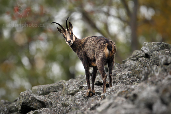Kamzík horský (Rupicapra rupicapra)