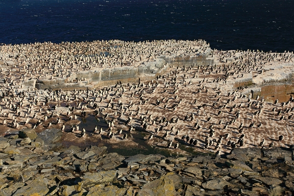 Kormorán císařský (Phalacrocorax atriceps)