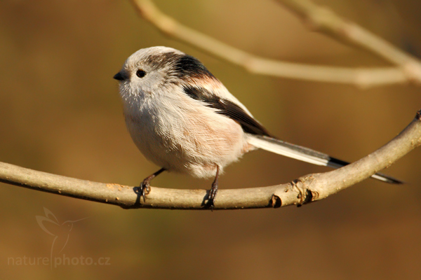 Mlynařík dlouhoocasý (Aegithalos caudatus)