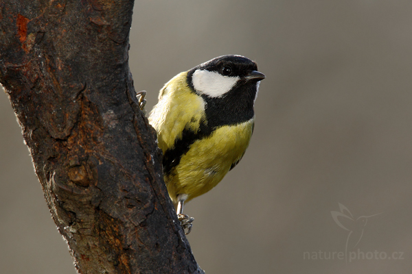 Sýkora koňadra (Parus major)