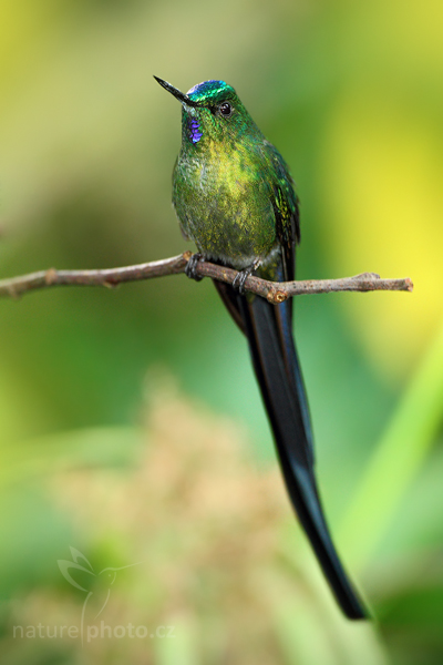Kolibřík Kingův (Aglaiocercus kingi)