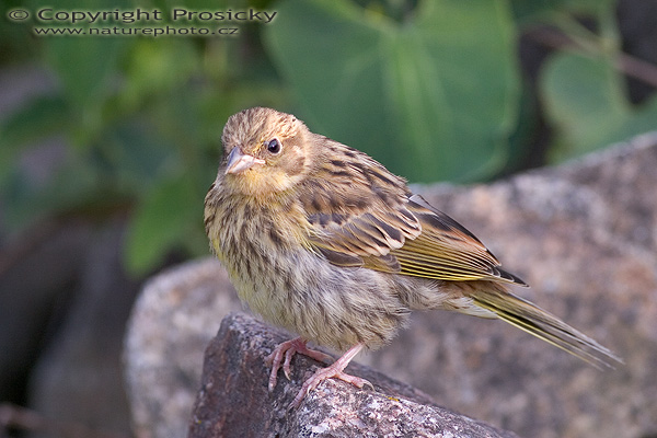 Strnad obecný (Emberiza citrinella)
