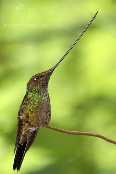 Kolibřík mečozobec (Ensifera ensifera)