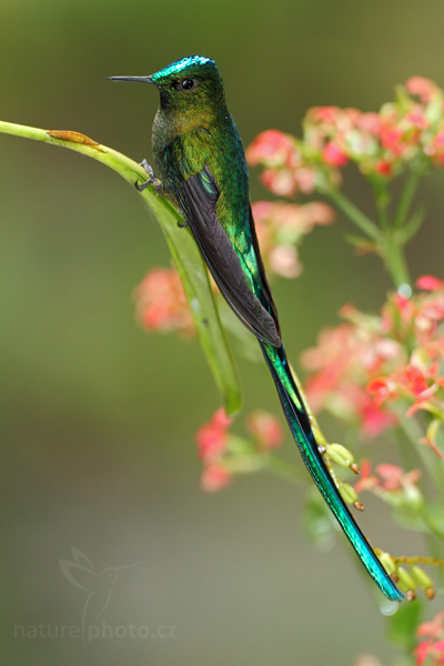 Kolibřík Kingův (Aglaiocercus kingi)