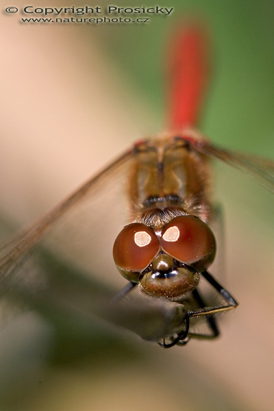 Vážka obecná (Sympetrum vulgatum)