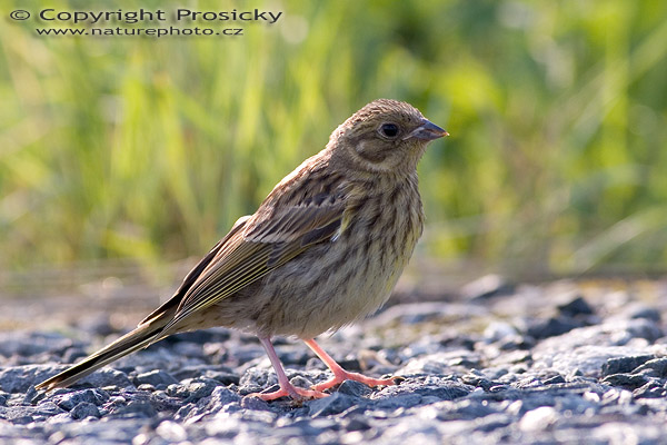 Strnad obecný (Emberiza citrinella)