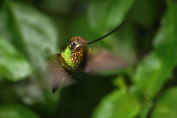 Kolibřík mečozobec (Ensifera ensifera)