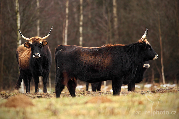 Pratur (Bos primigenius primigenius)