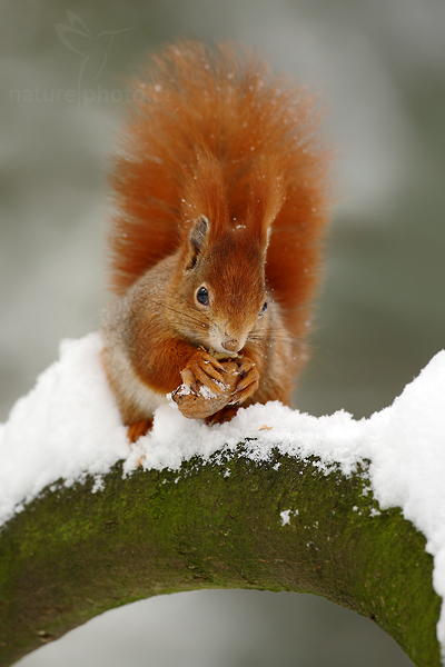 Veverka obecná (Sciurus vulgaris)