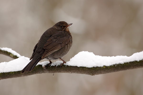 Kos černý (Turdus merula)