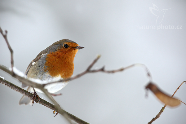 Červenka obecná (Erithacus rubecula)