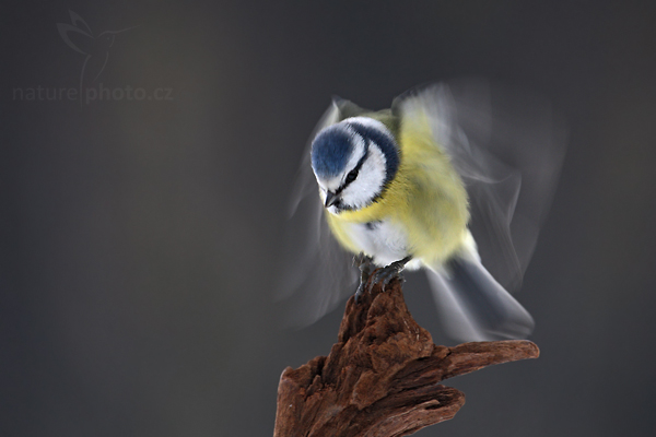 Sýkora modřinka (Parus caeruleus)