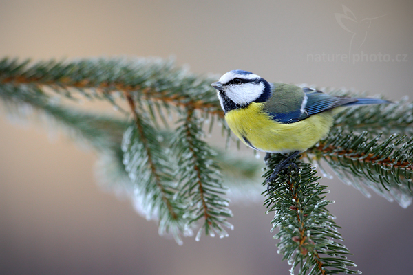 Sýkora modřinka (Parus caeruleus)