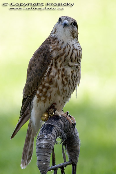 Dřemlík tundrový (Falco columbarius)
