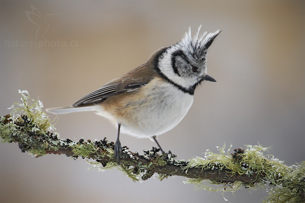 Sýkora parukářka (Parus cristatus)