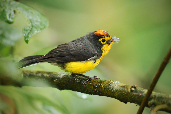 Lesňáček brýlový (Myioborus melanocephalus)