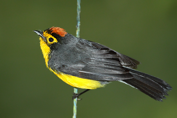Lesňáček brýlový (Myioborus melanocephalus)