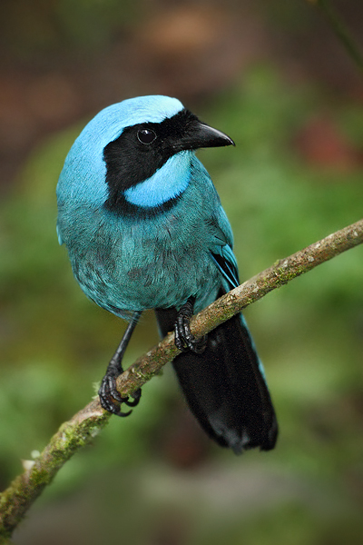 Sojka tyrkysová (Cyanolyca turcosa)