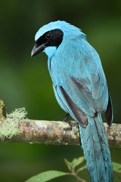 Sojka tyrkysová (Cyanolyca turcosa)