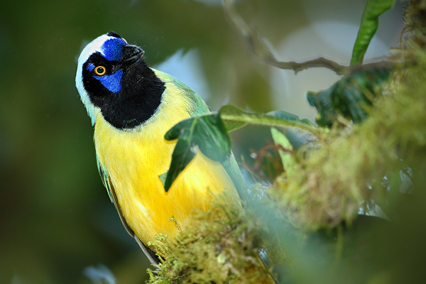 Sojka zelenavá (Cyanocorax yncas)