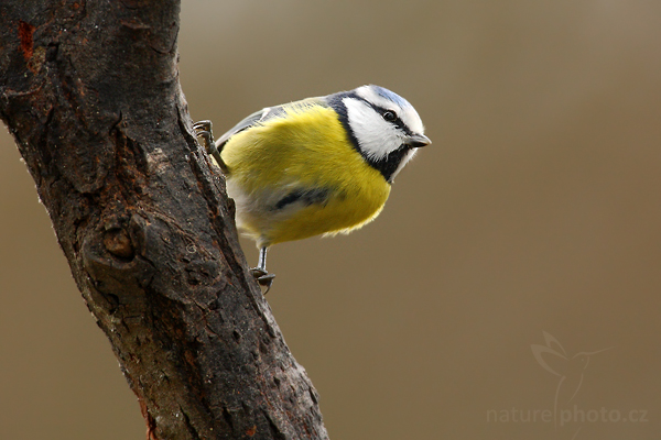 Sýkora modřinka (Parus caeruleus)
