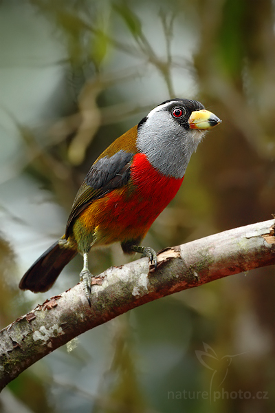 Vousák tukaní (Semnornis ramphastinus)