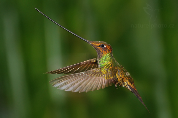 Kolibřík mečozobec (Ensifera ensifera)