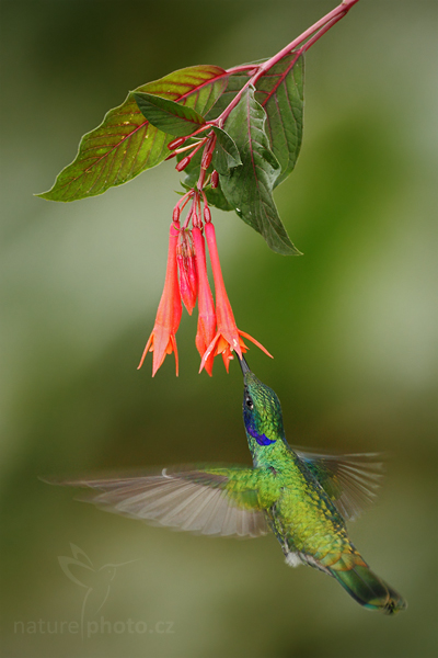 Kolibřík modrolící (Colibri coruscans)