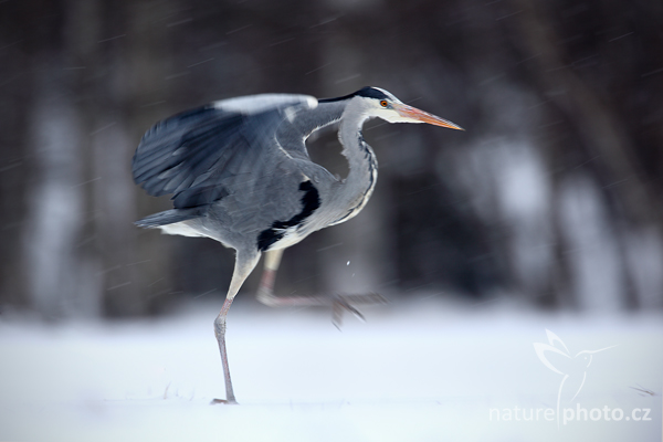 Volavka popelavá (Ardea cinerea)