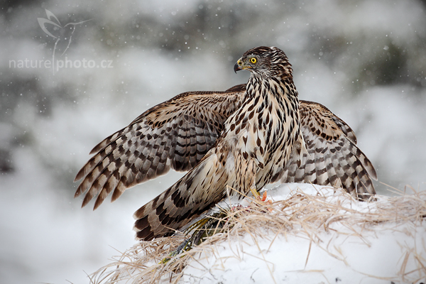 Jestřáb lesní (Accipiter gentilis)
