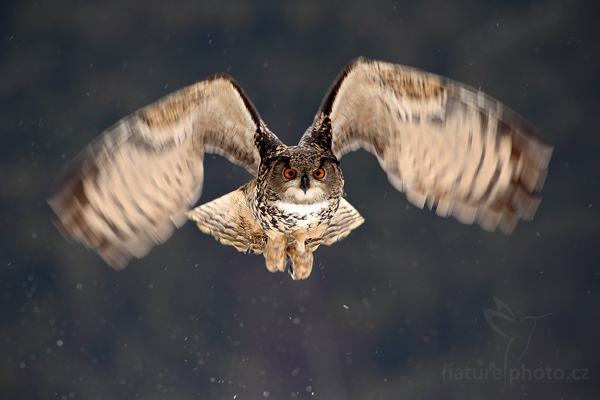 Výr velký (Bubo bubo)