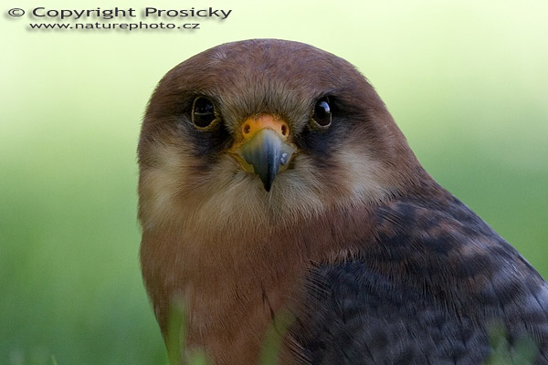Poštolka rudonohá (Falco vespertinus)