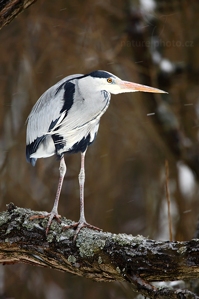 Volavka popelavá (Ardea cinerea)