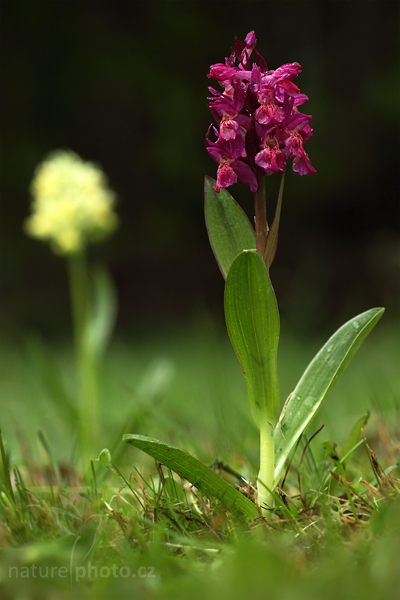 Prstnatec bezový (Dactylorhiza sambucina)