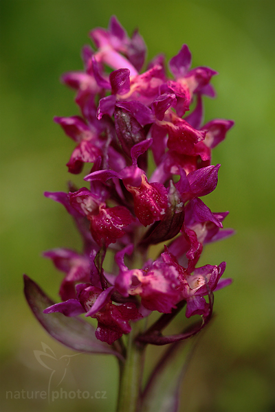 Prstnatec bezový (Dactylorhiza sambucina)