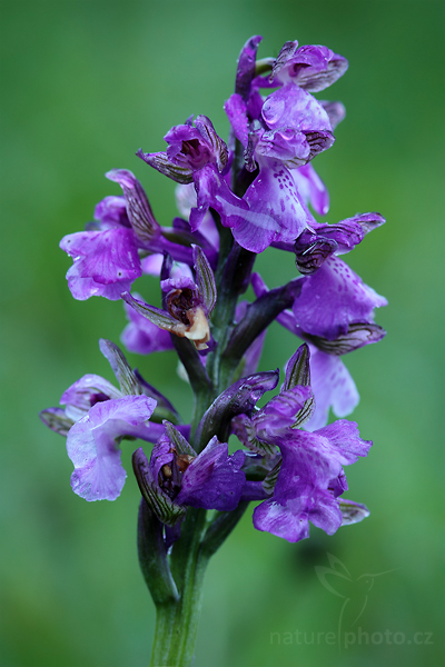 Vstavač kukačka (Orchis morio)