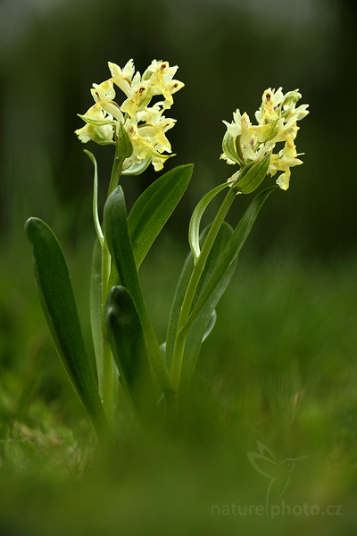 Prstnatec bezový (Dactylorhiza sambucina)