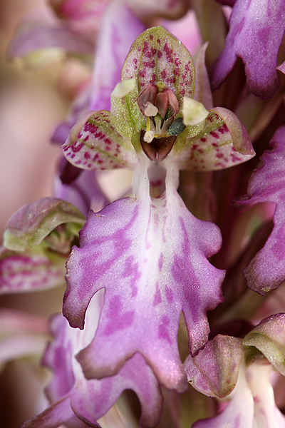 Barlie statná (Barlia robertiana)